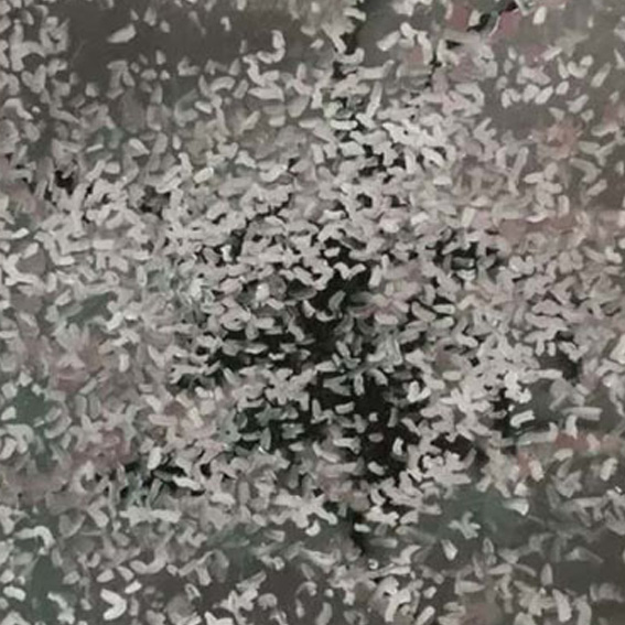 海棠花/2018