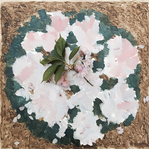 重瓣樱花/2018